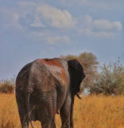 Safiri by Mazzola